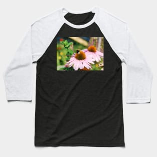 Echinacea Purpurea with Bee Baseball T-Shirt